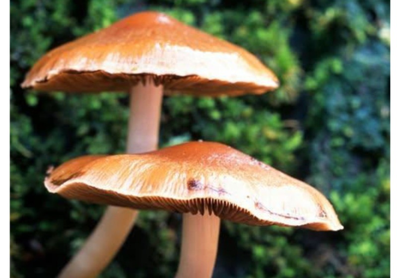 Gombász klub indul Vasváron!