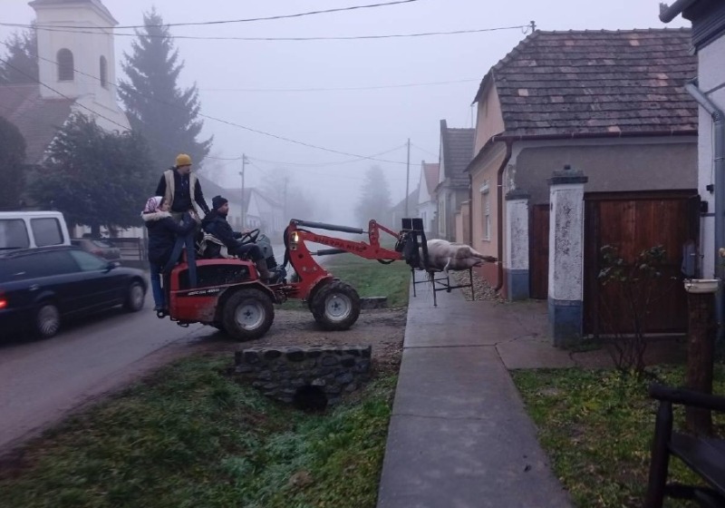 Megkezdődött a disznóvágások időszaka  Kiscsőszön is