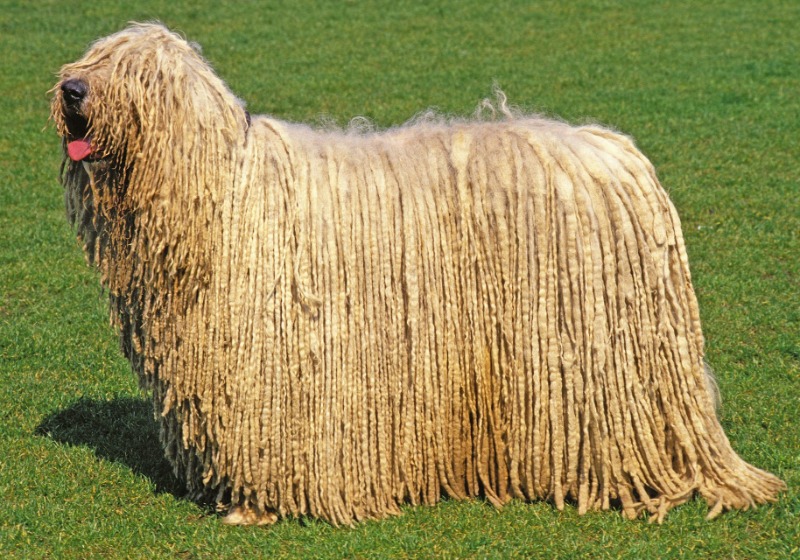 Komondor Klub a Népfőiskolán