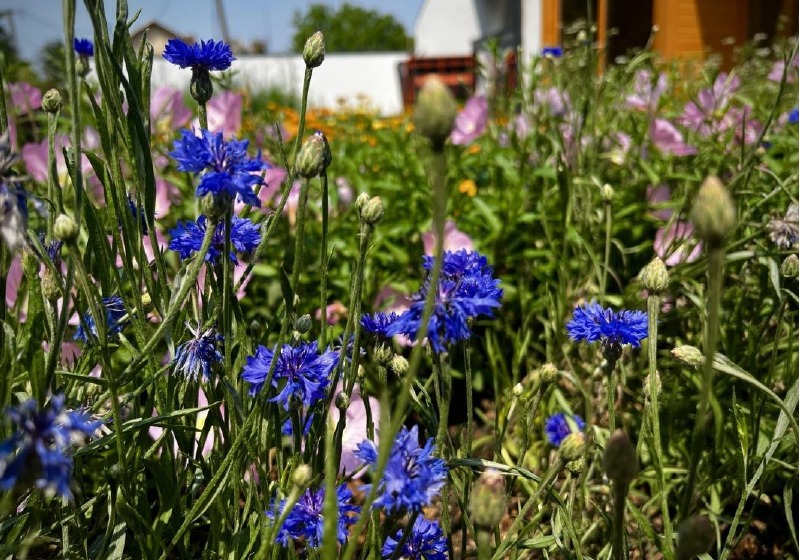 Gyógynövénytábor a Fehérliliom Népfőiskolán