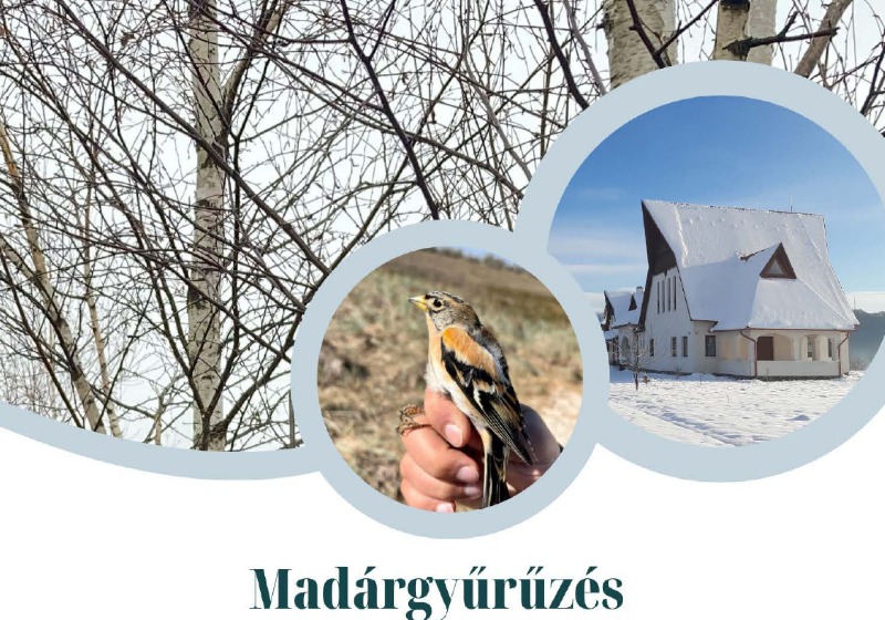 Madárgyűrűzés