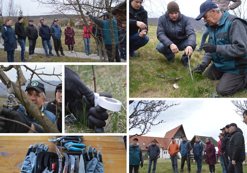 Hogyan oltsunk és metsszünk fákat?